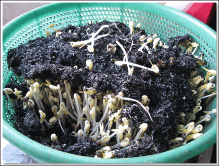 Cách làm giá đỗ sạch từ đậu xanh tại nhà không bị rễ dài - 3