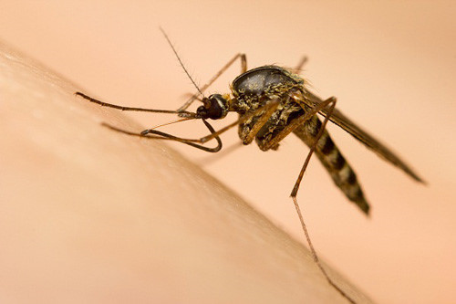 muỗi Aedes truyền bệnh Virus Zika