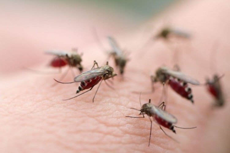 ám ảnh trong mùa muỗi sinh sản
