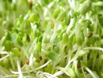 Những tác dụng bất ngờ của giá đỗ đối với sức khỏe của chúng ta