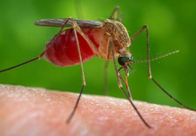 Các loại muỗi truyền bệnh cho con người và cách phòng tránh muỗi đốt