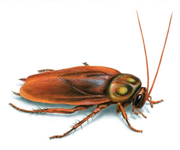 cách diệt gián 