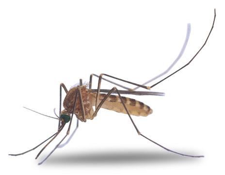 Cách đuổi muỗi, trị muỗi trong nhà hiệu quả và đơn giản nhất